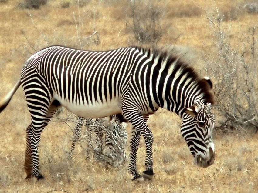 Zebre