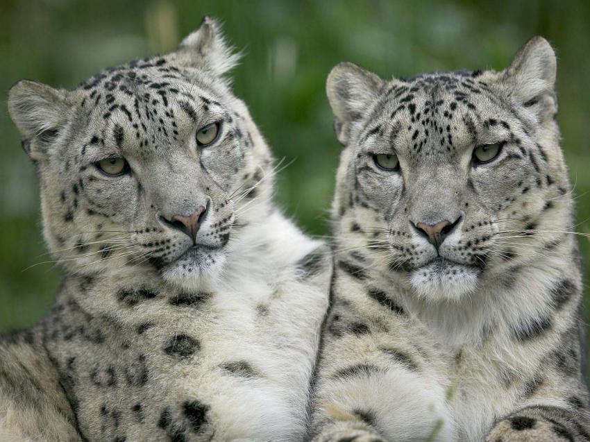 Lopard
