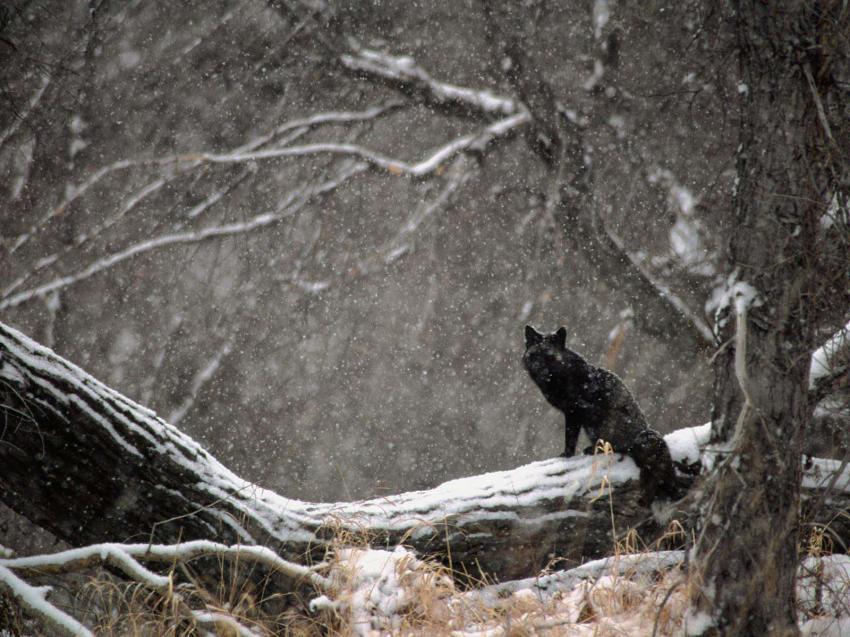 Renard