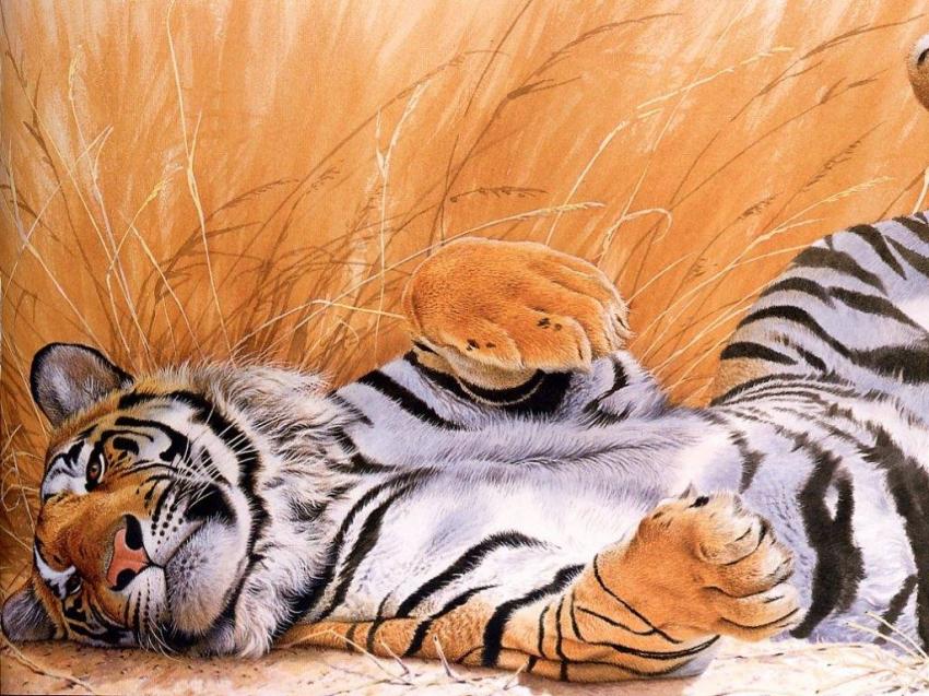 Tigre