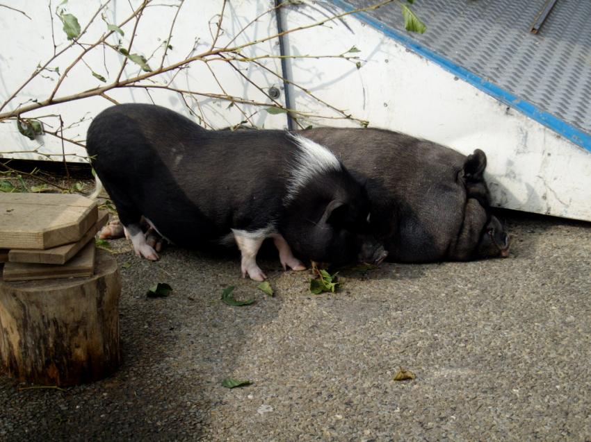 Cochons chinois