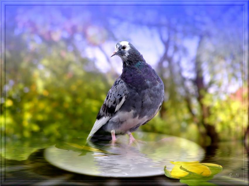 Pigeon 211008 3