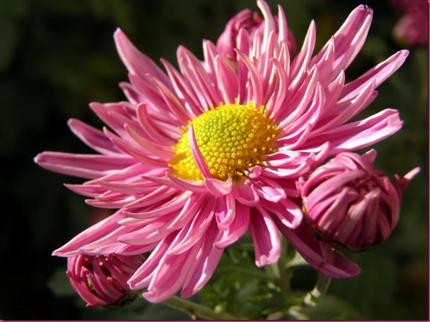 Fleur 311008