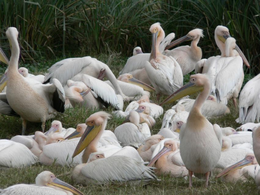 Tanzanie. Belle famille