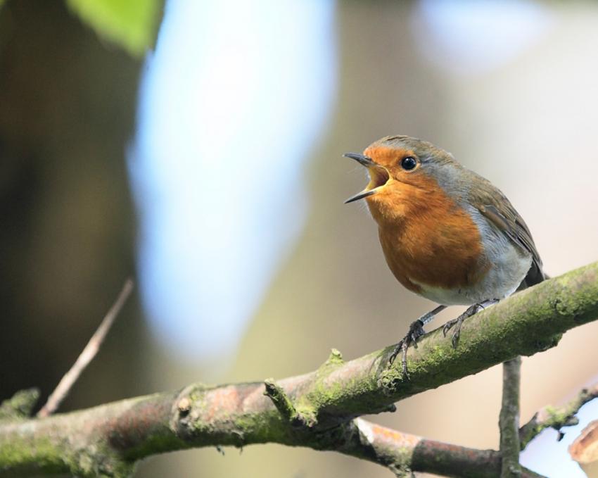 Oiseaux