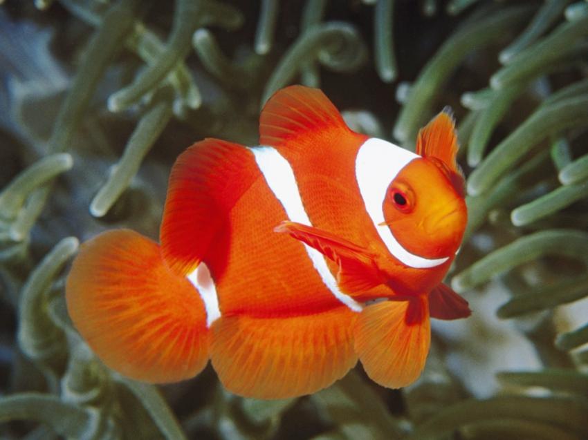 poissons