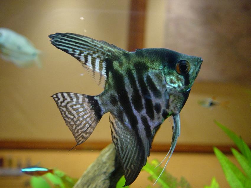 poissons