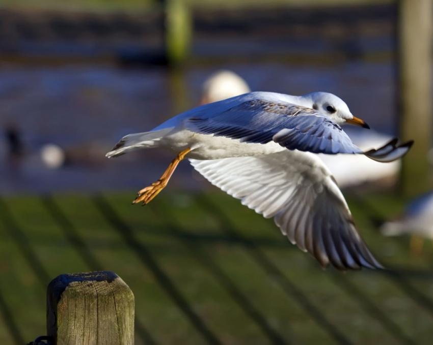 Mouettes