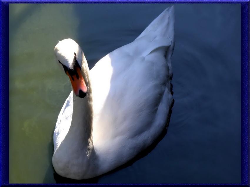 Cygne 2