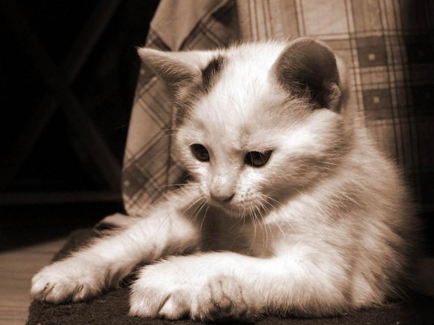 chat