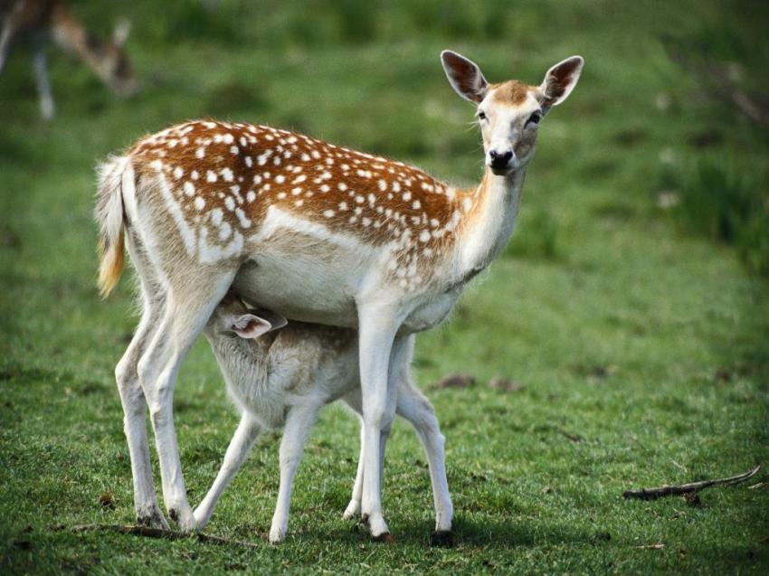 gazelle
