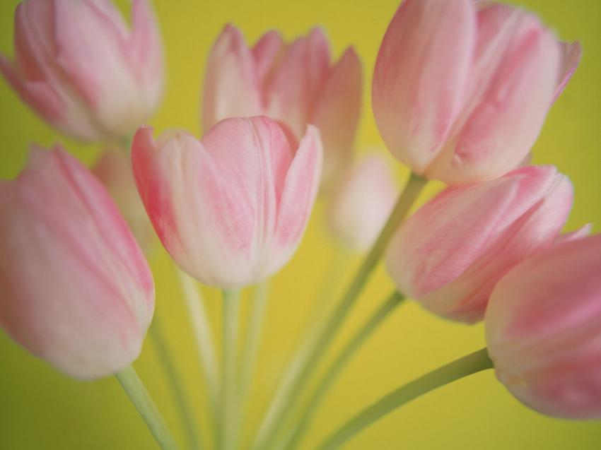 bouquet de fleurs