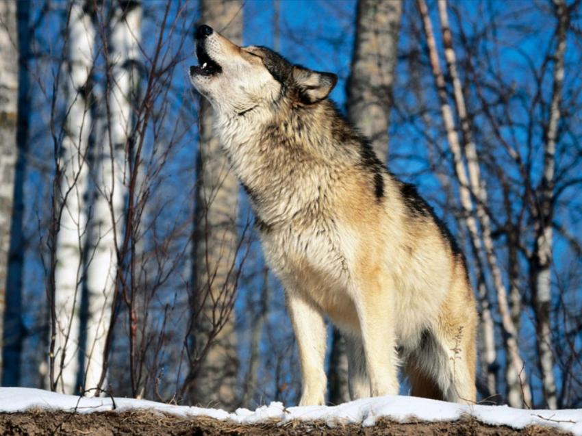 Loup hurlant