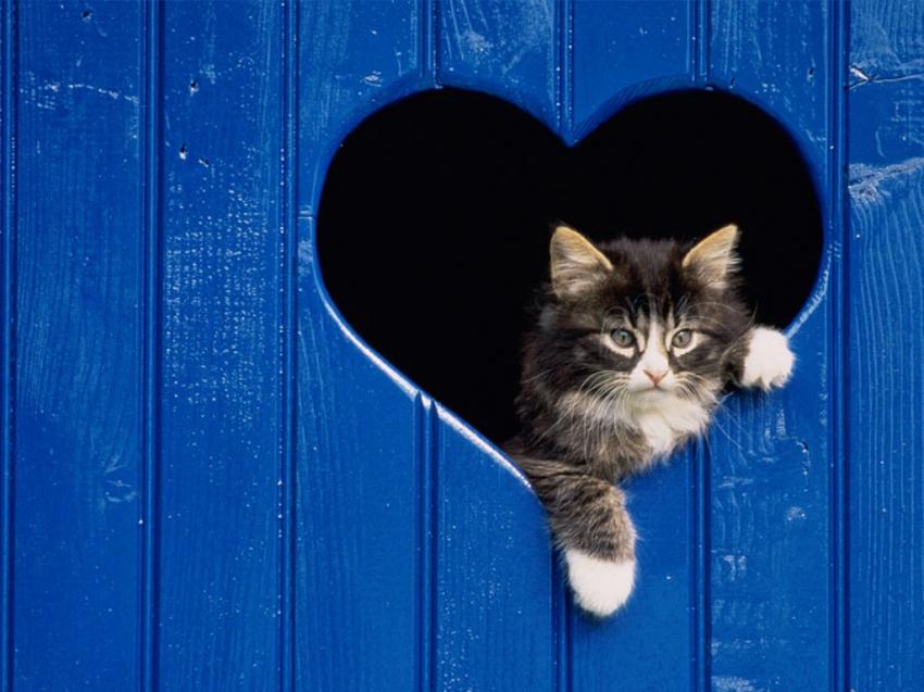 Je pense  toi - chat