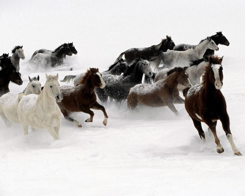 Chevaux