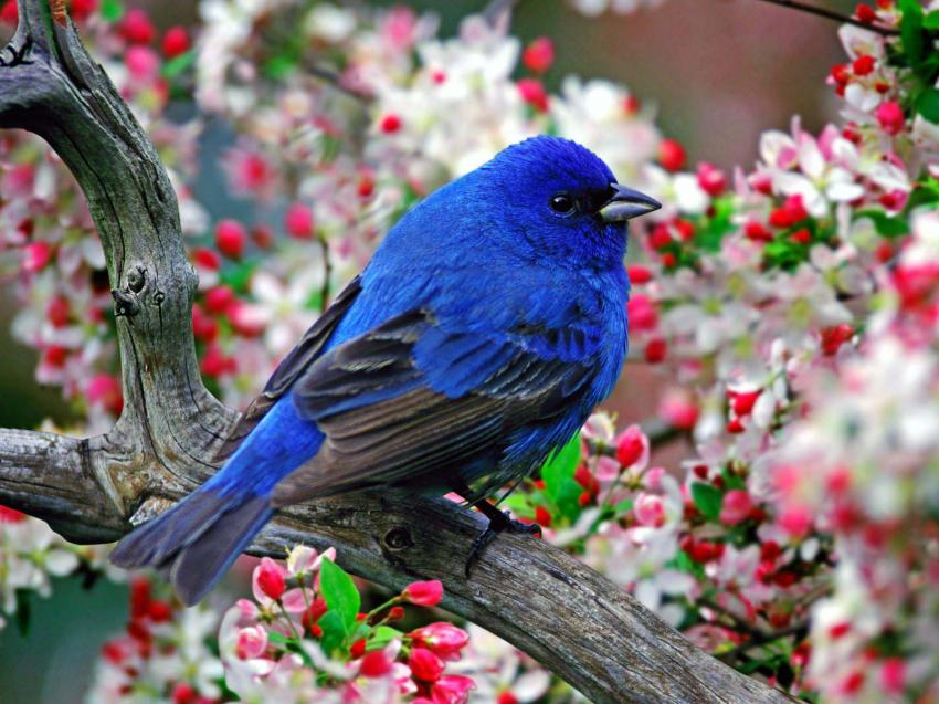 Oiseau
