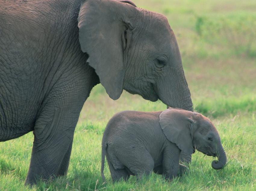 Elephants