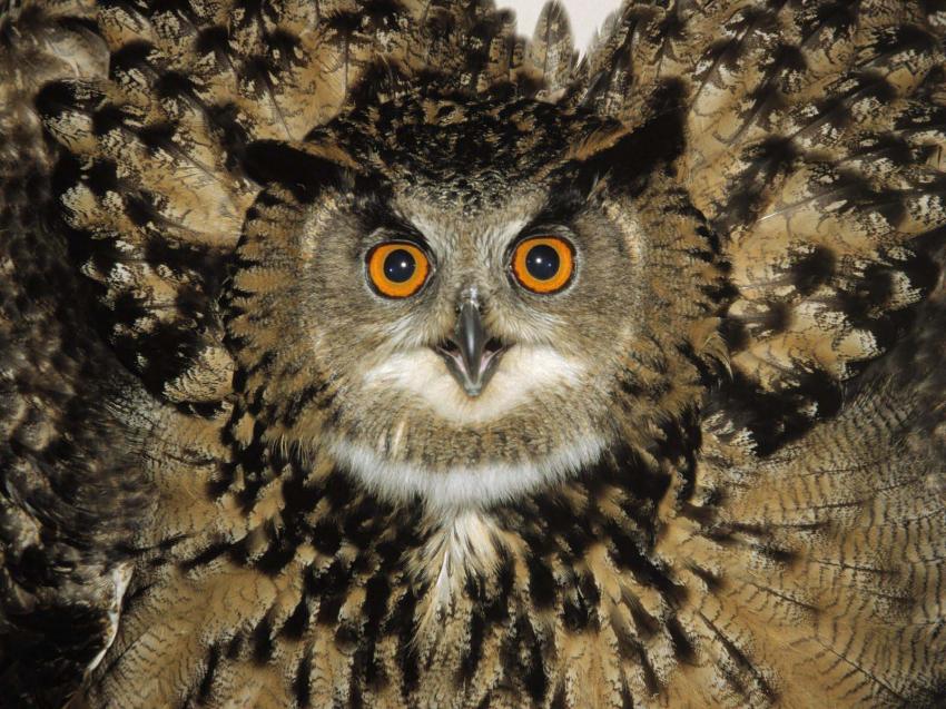 Hibou