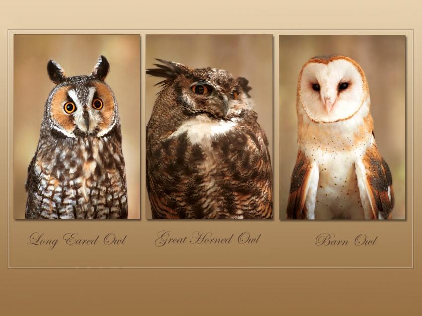 Hibou