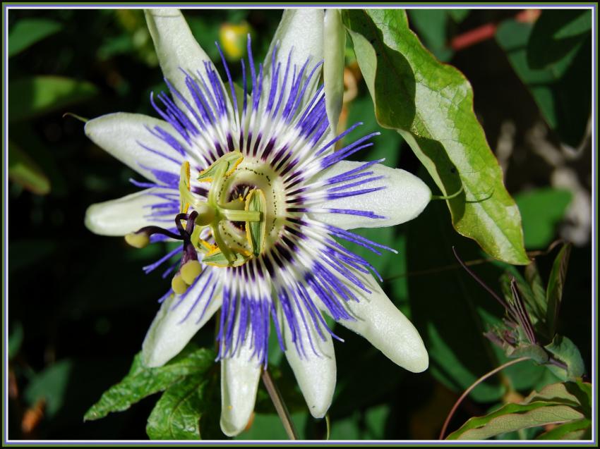Passiflore ou Fleur de la Passion