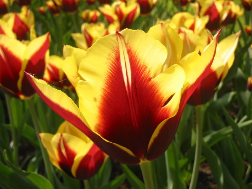 Tulipe sang et or