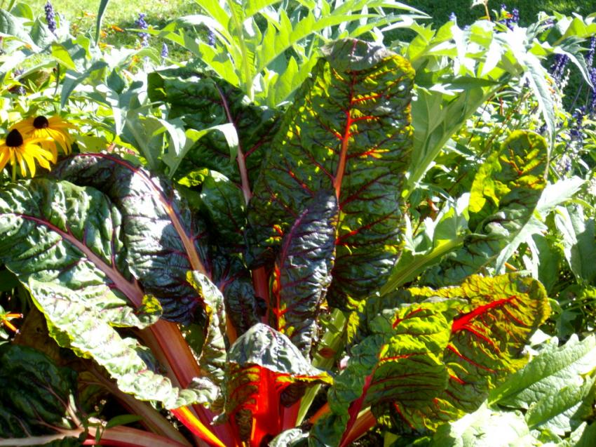 De la rhubarbe dans un massif!