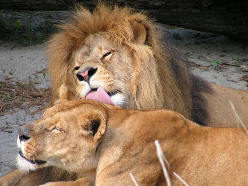 Lion