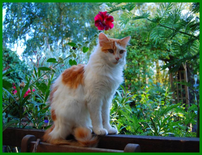 Carla et son jardin