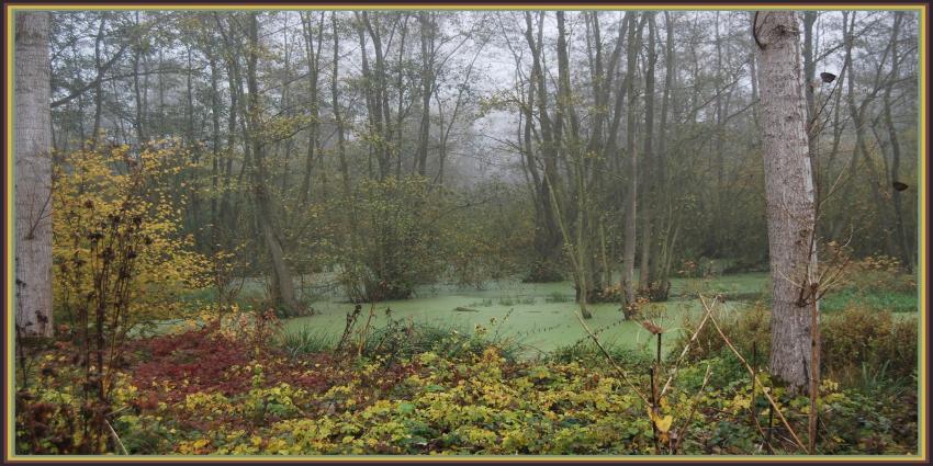 Marcages le long de la Somme