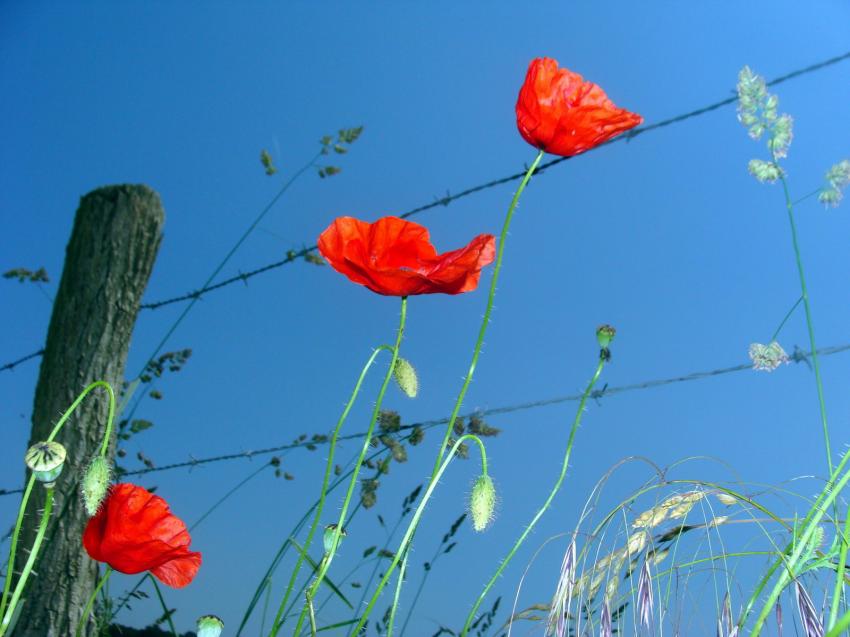 coquelicots