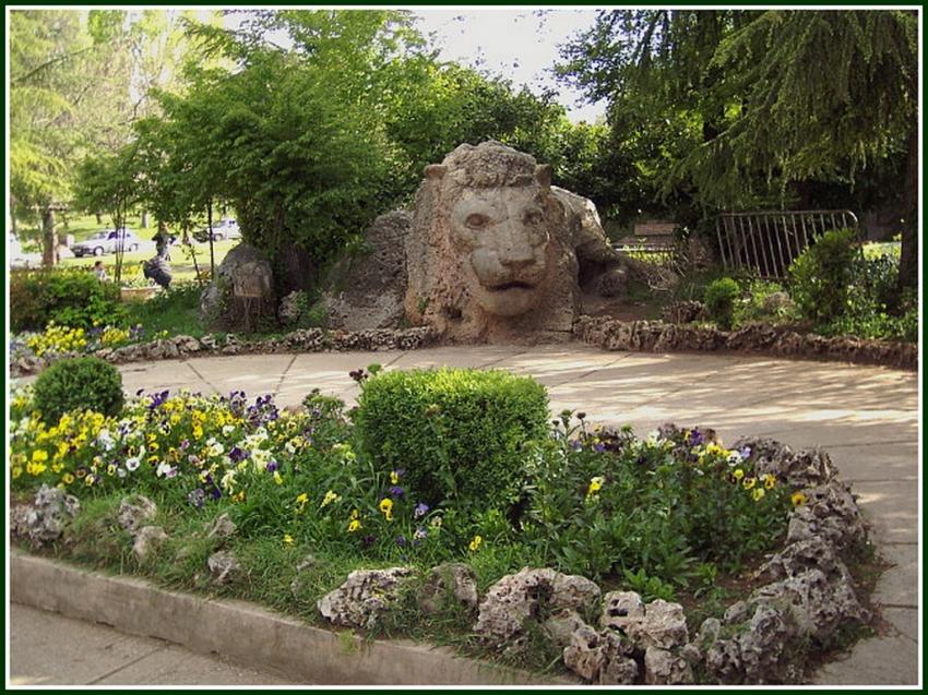 Ifrane (Maroc) - Le lion de l'Atlas