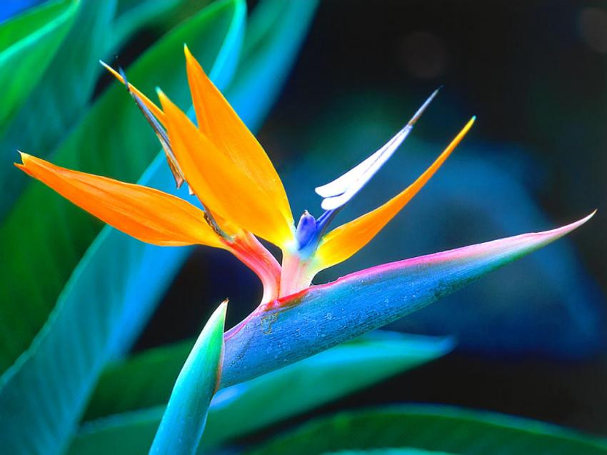 Fleur Oiseau de paradis