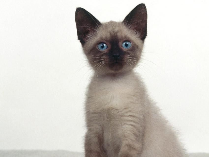 Chat