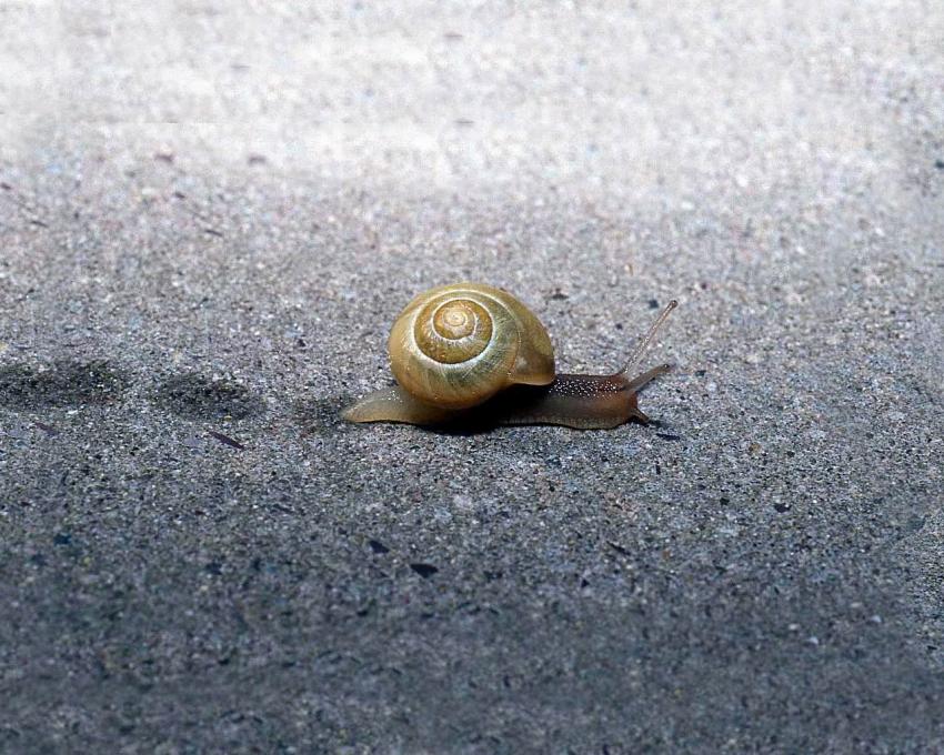 escargot