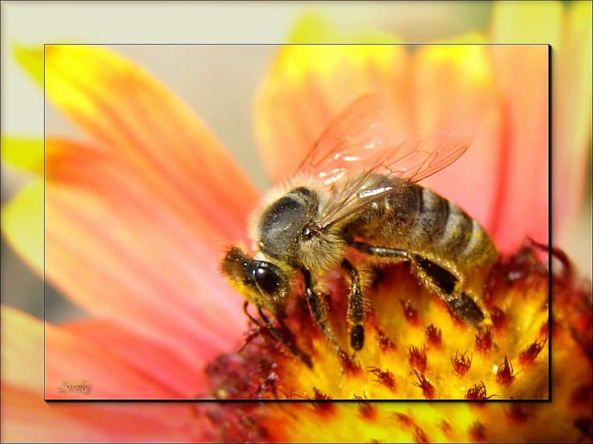 Abeille 3608 4b