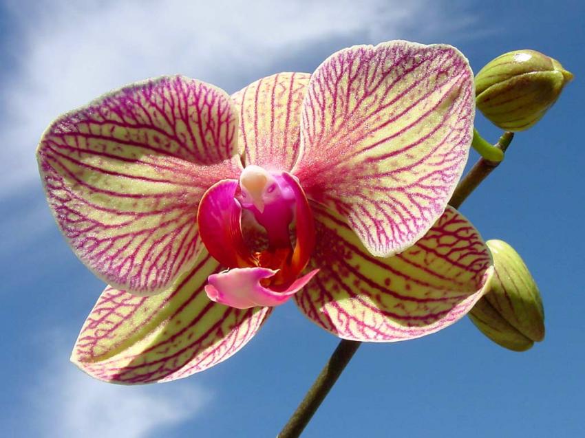 Fleur