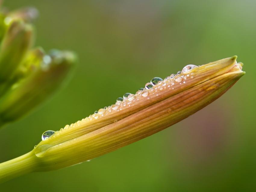 Fleur