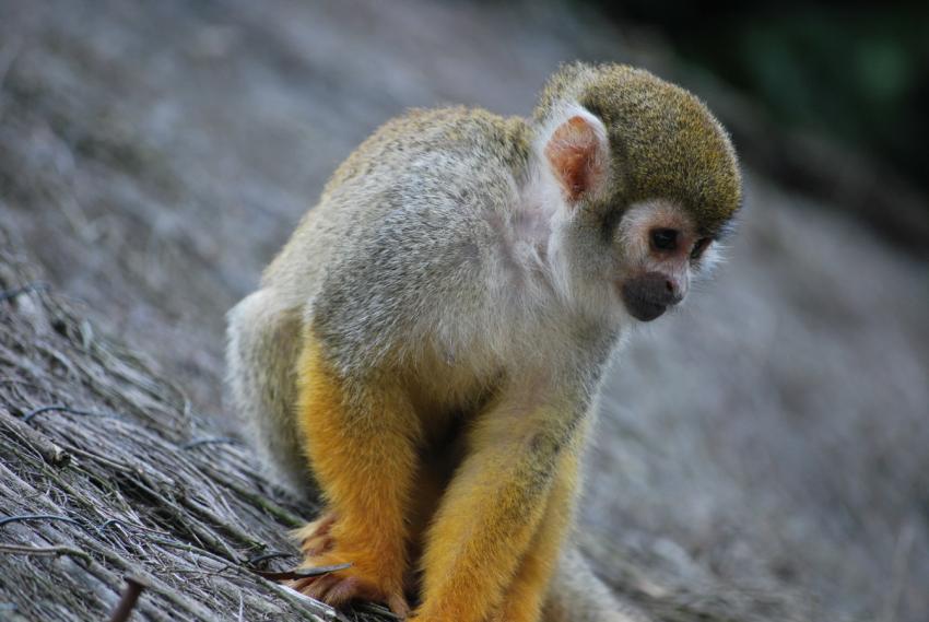 Singe