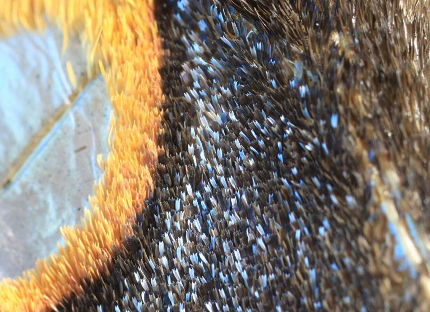 Macro extrme