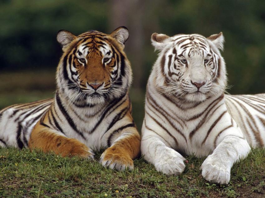Tigre du Bengale vs. Tigre de Sibrie