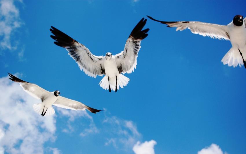 Mouettes
