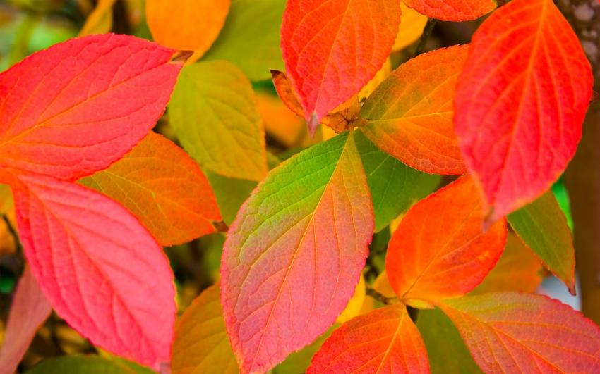 Arbres - feuilles
