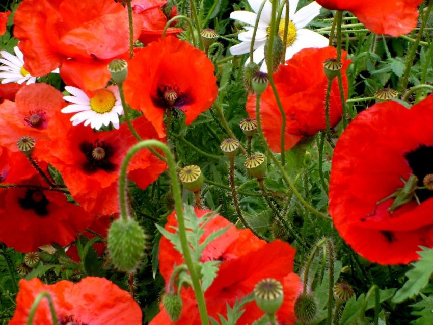 COQUELICOTS