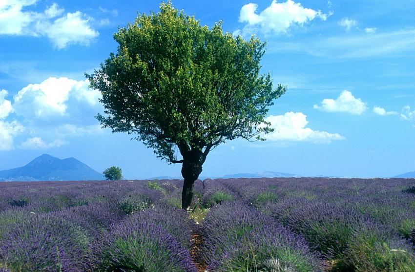 Champ de lavande et amandier