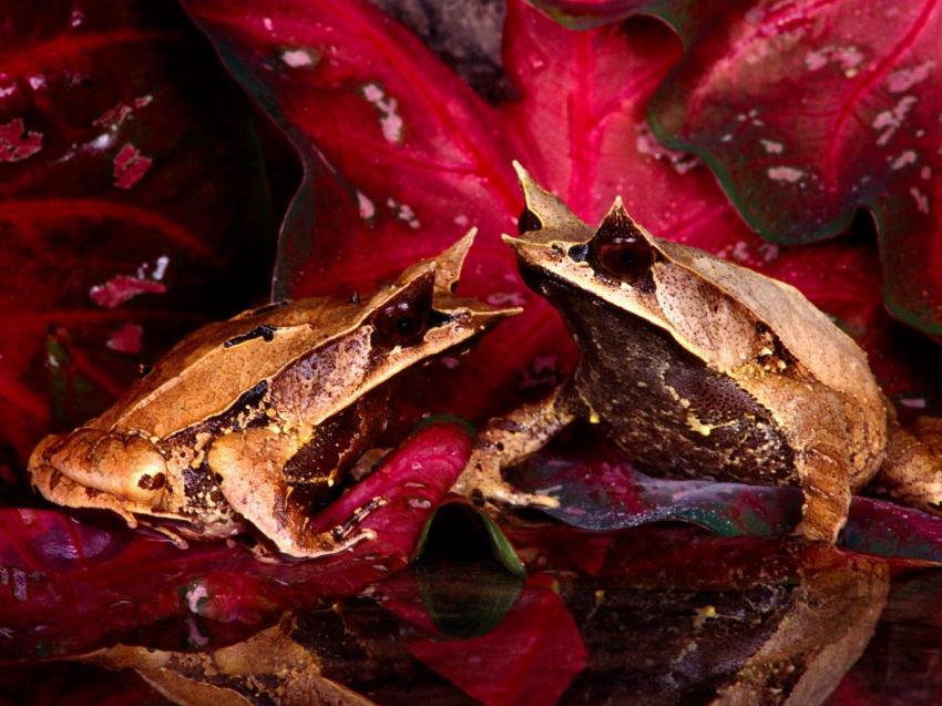 grenouille asiatique
