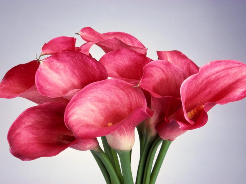 bouquet de fleurs