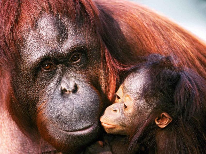 Singe