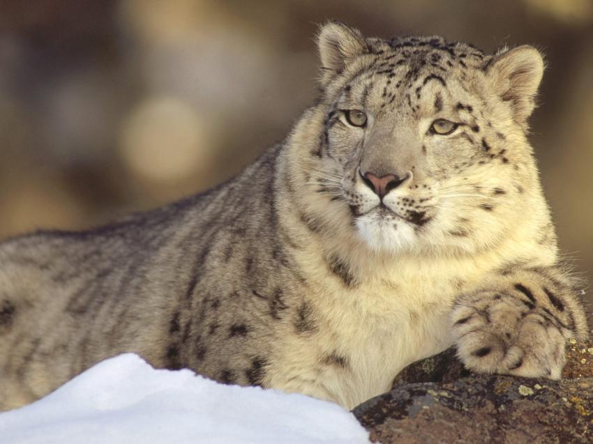 Lopard