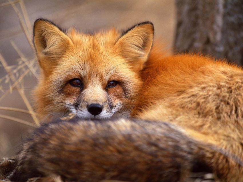Renard