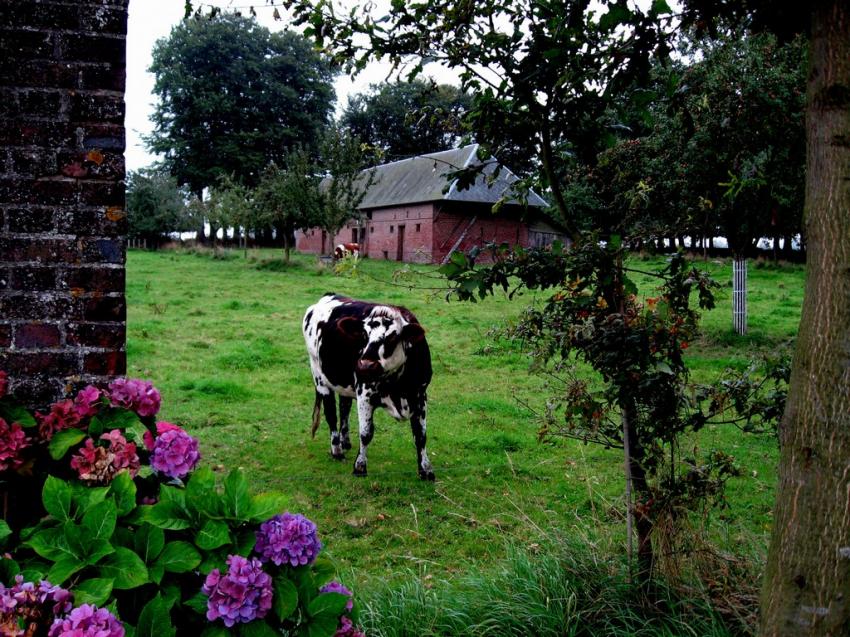 Vache Normande